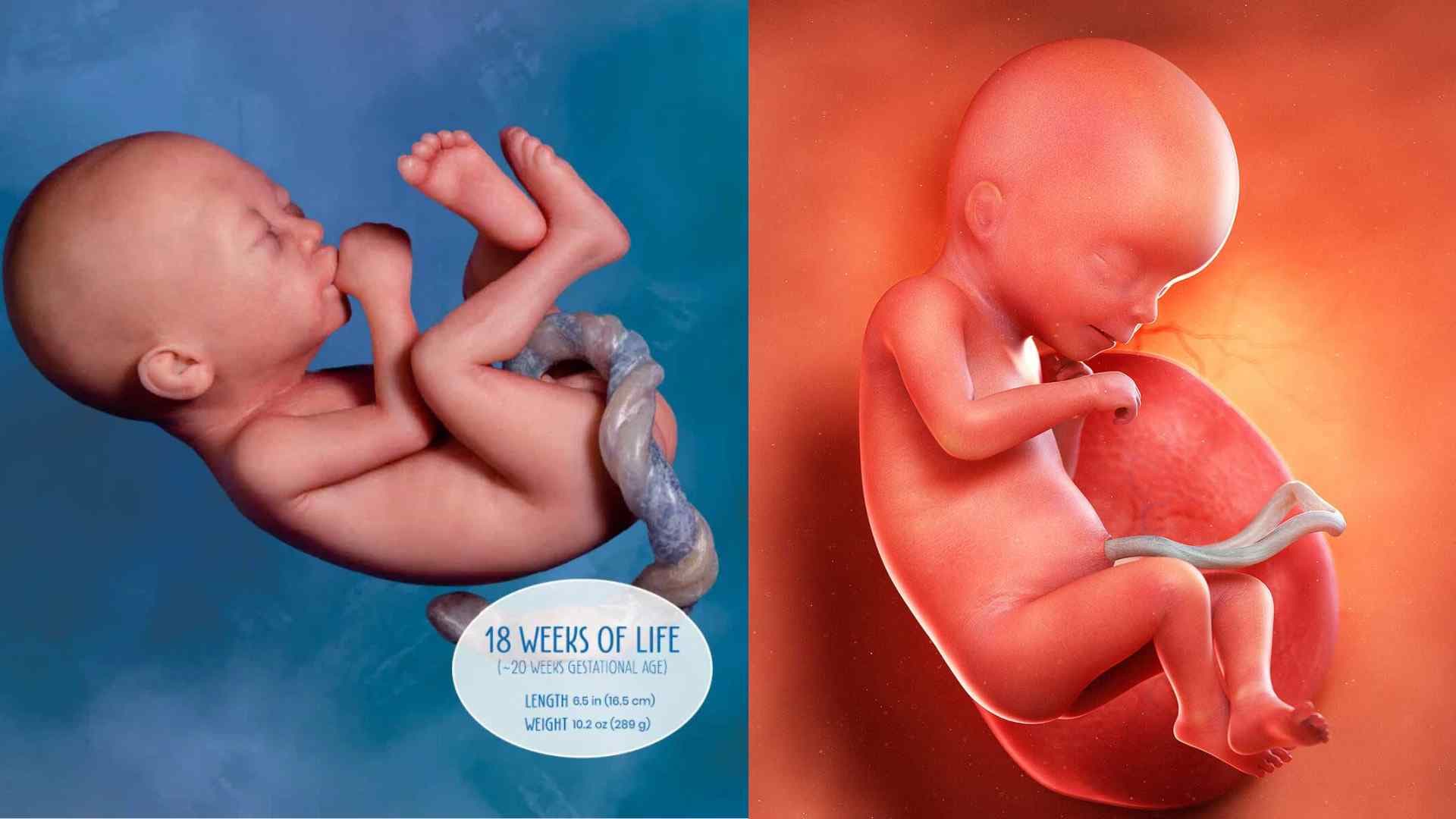 18 Weeks Pregnant: Symptoms, Baby Development & Pregnancy Tips | CalmNest Yoga - 18 weeks pregnant guide